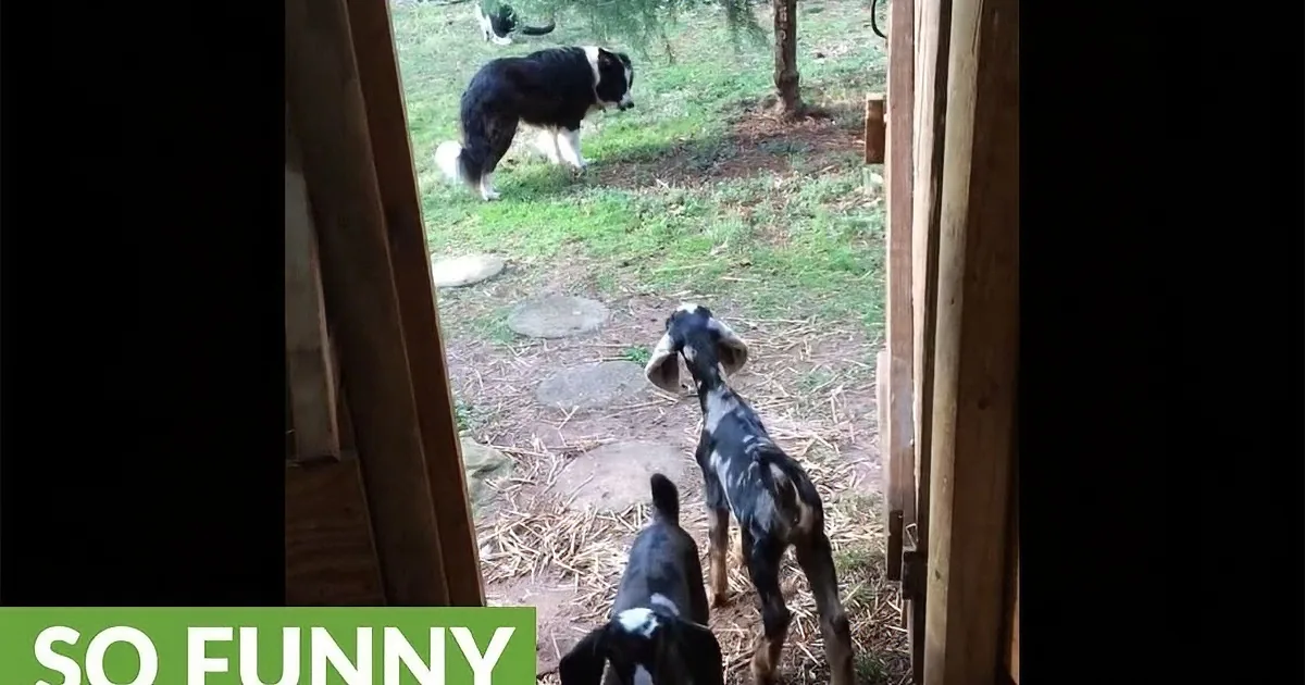 A border collie herds goats through a barn door, with "SO FUNNY" text at the bottom.