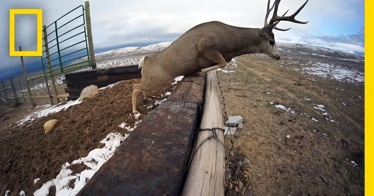 Researchers Find That Deer Migrate Across Wyoming and How Far They Travel Is Incredible