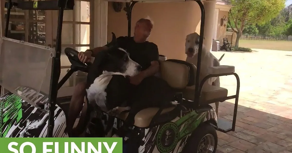 A man drives a golf cart with two dogs, one on his lap, the other on the back seat, in a sunny driveway.