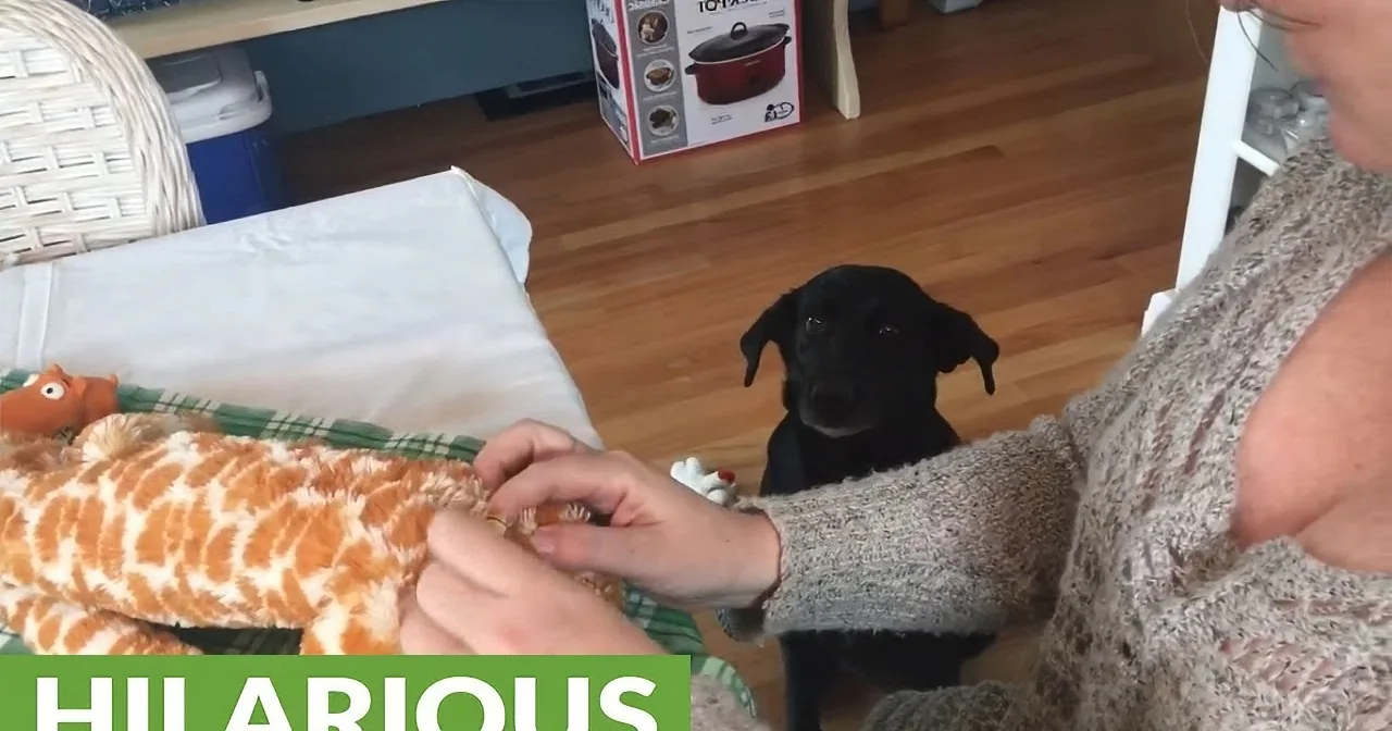Dog Looks on Worriedly as Mommy Tries to Sew up Favorite Toy. Her Face at End Is Priceless.