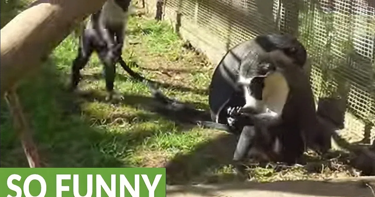 Mommy Monkey Has Hands Full With Baby. This Little Troublemaker Is so Cute, Though.