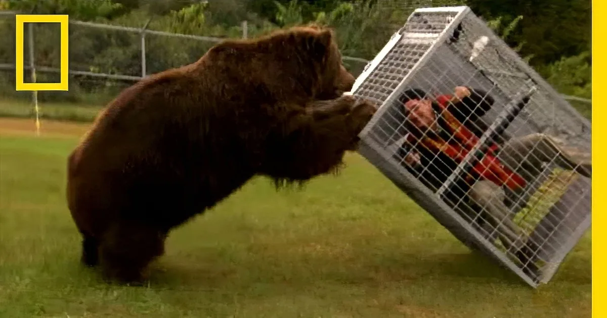A bear is pulling on a metal cage containing a person in a red shirt.