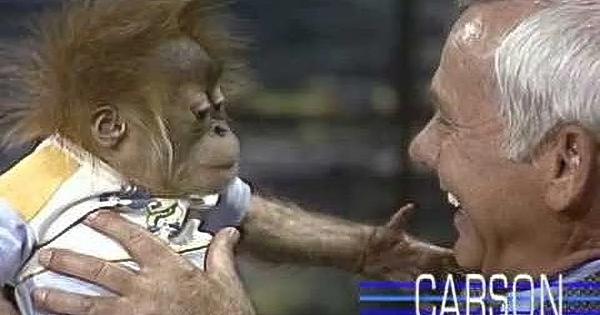 A baby orangutan wearing a white outfit is being held by a person, with another person leaning in close.