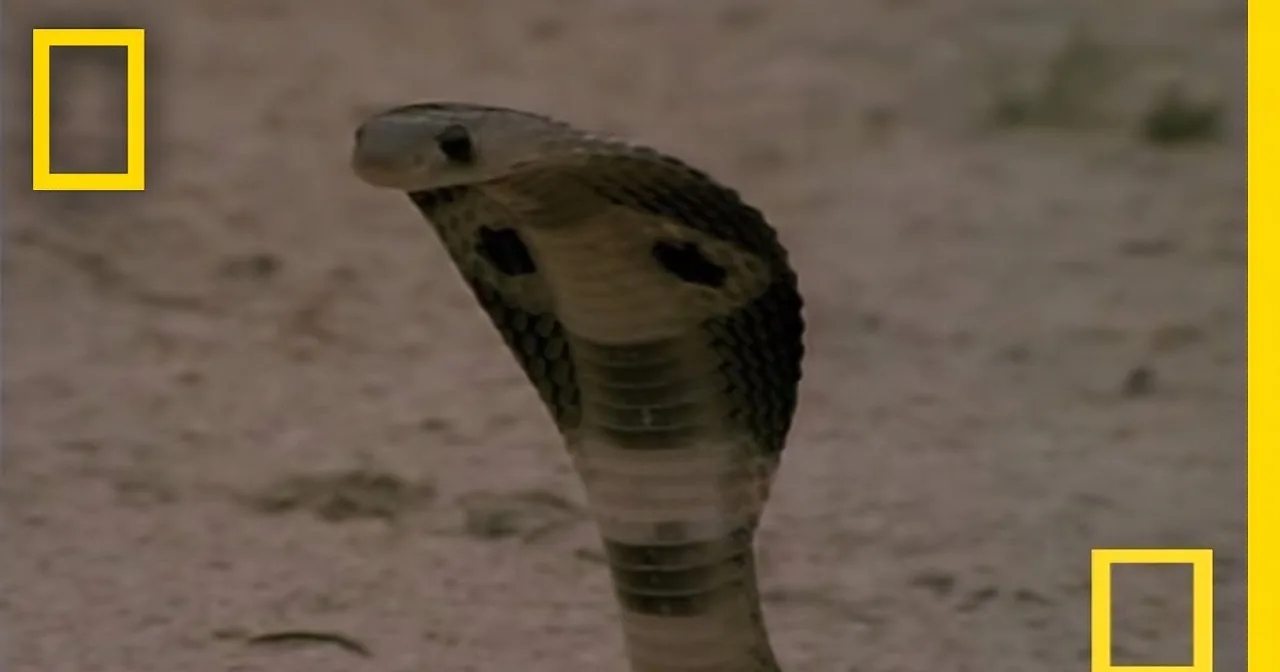 A cobra with its hood expanded, poised in a defensive stance on sandy ground.