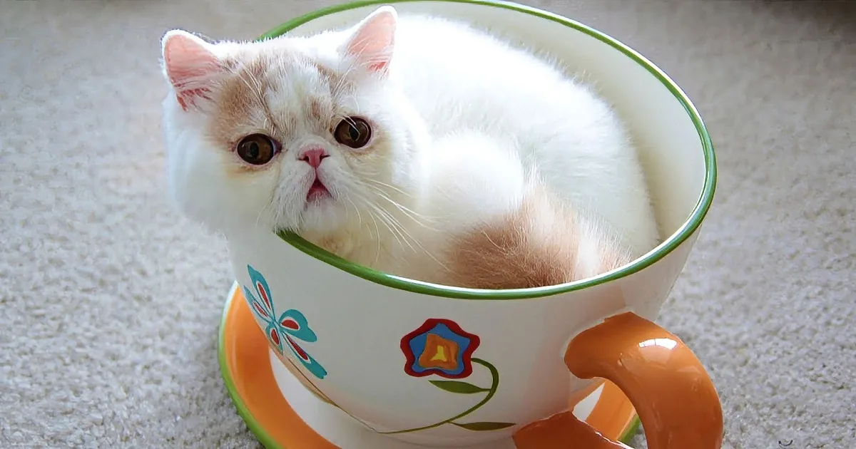 Cat Climbs Into and Curls up in Teacup. This Is No Ordinary Cat or Teacup Though... so Cute!