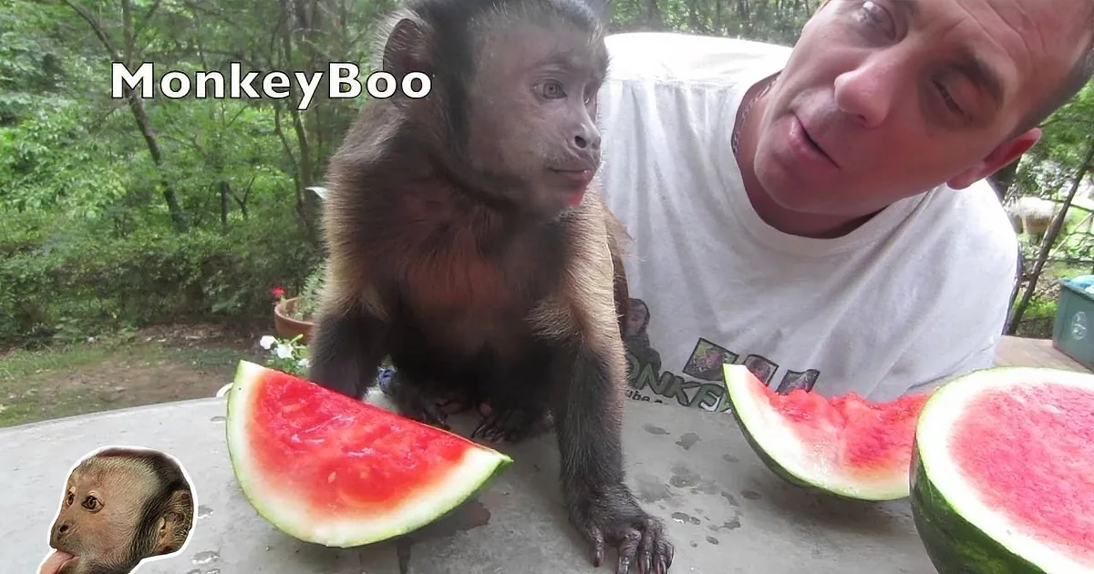 A monkey sits near a man and a watermelon, with a forested background.