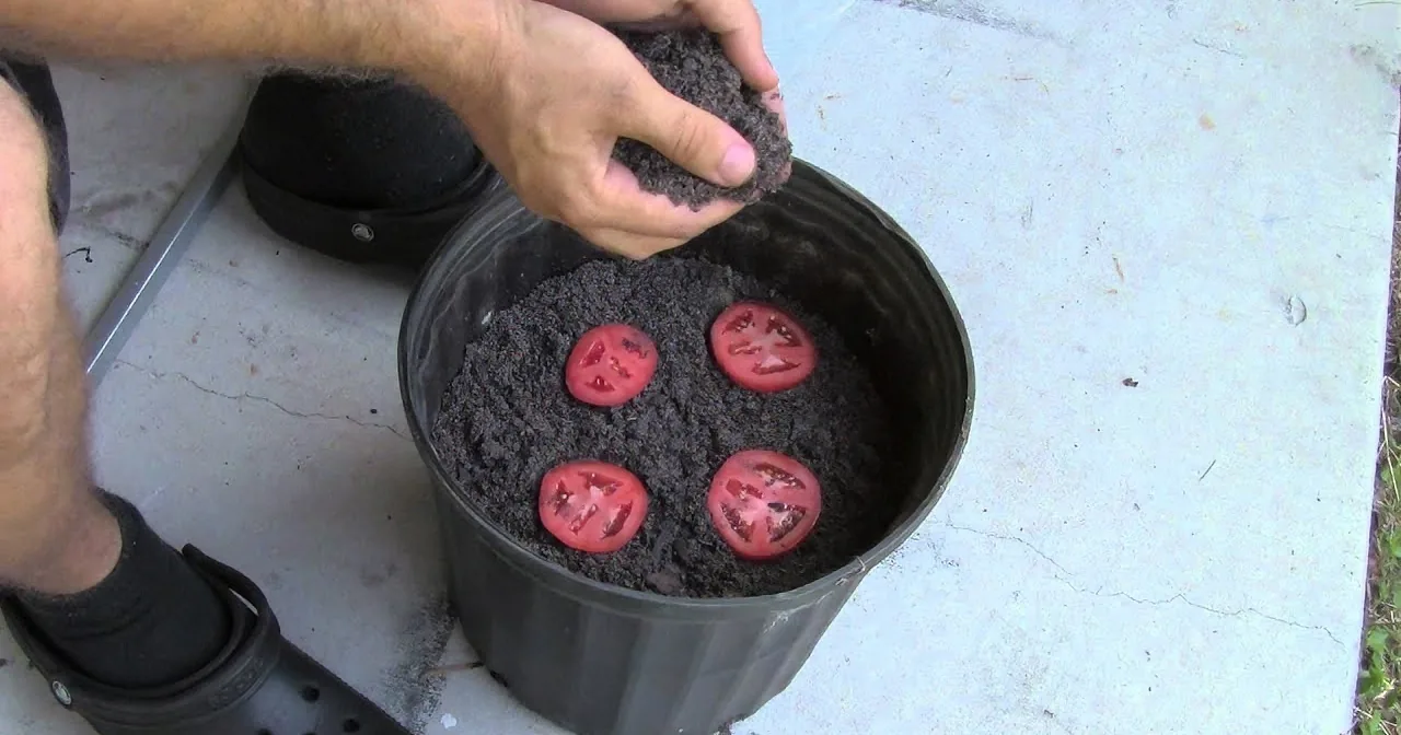 Stop Purchasing Tomatoes. Here's How to Grow a Never-Ending Supply of Delicious Tomatoes at Home