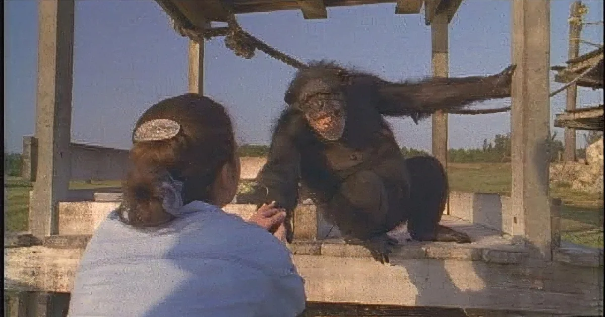 A person in a white jacket interacts with a chimpanzee in a wooden enclosure.