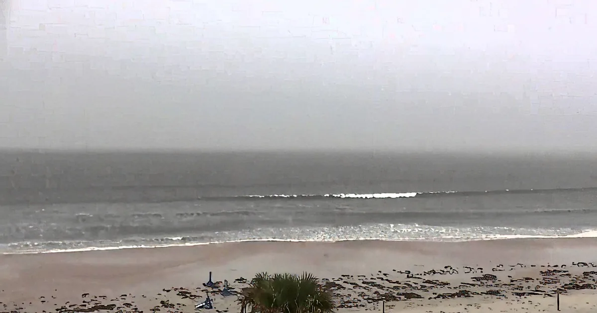A foggy beach scene with waves, sand, and a few plants in the foreground.