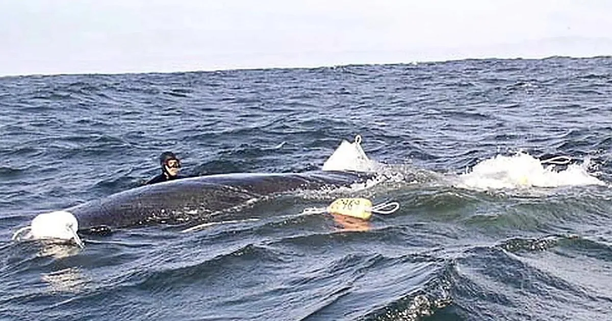 Find out Why This Whale Would Not Leave This Man Alone. It''s Crazy and Moving...