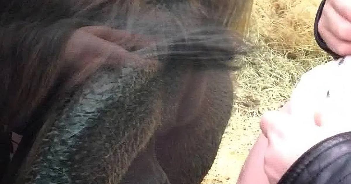 A close-up of a horse's head with a person's hand holding a white object nearby.