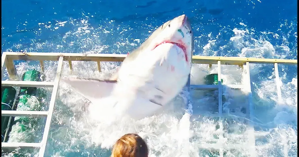A great white shark breaches the water, its mouth open wide, near a glass observation cage.