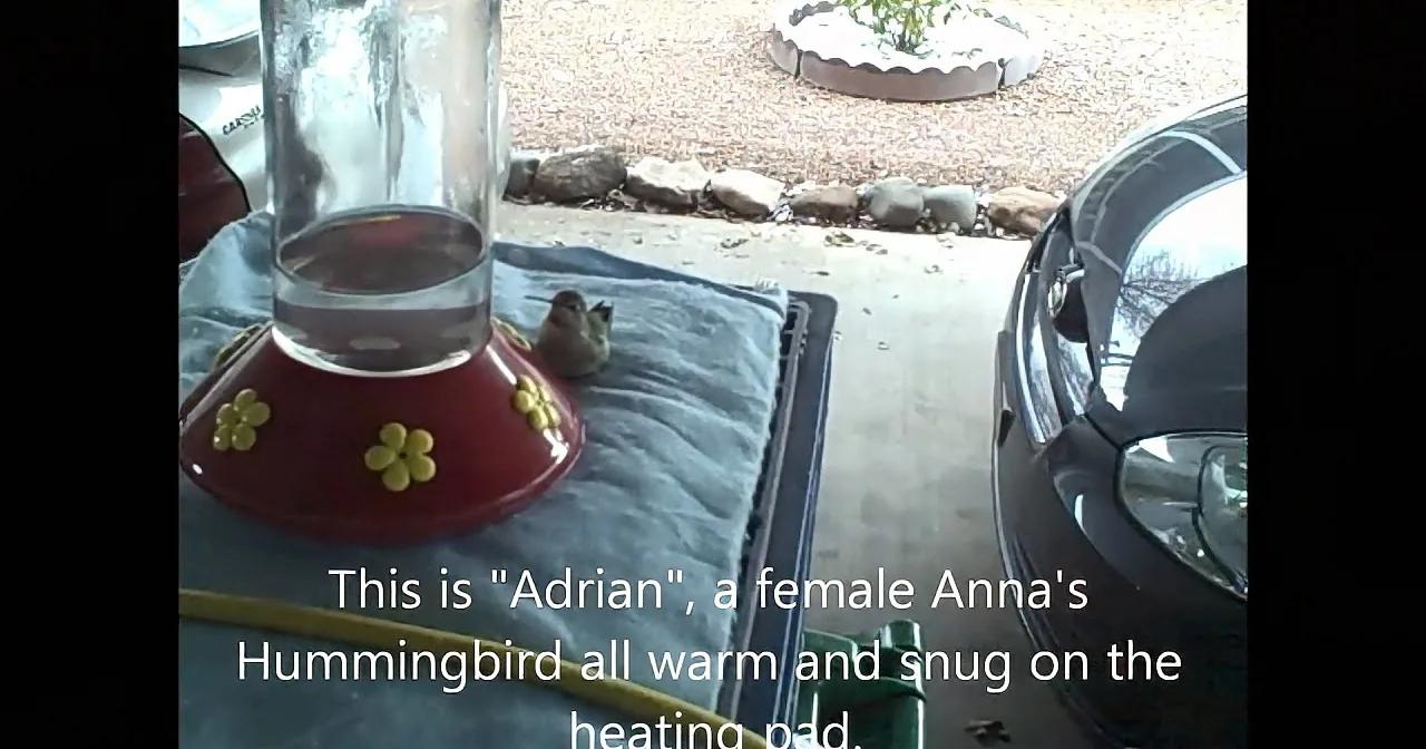 A hummingbird named Adria is cozy on a heating pad near a car and a bird feeder.