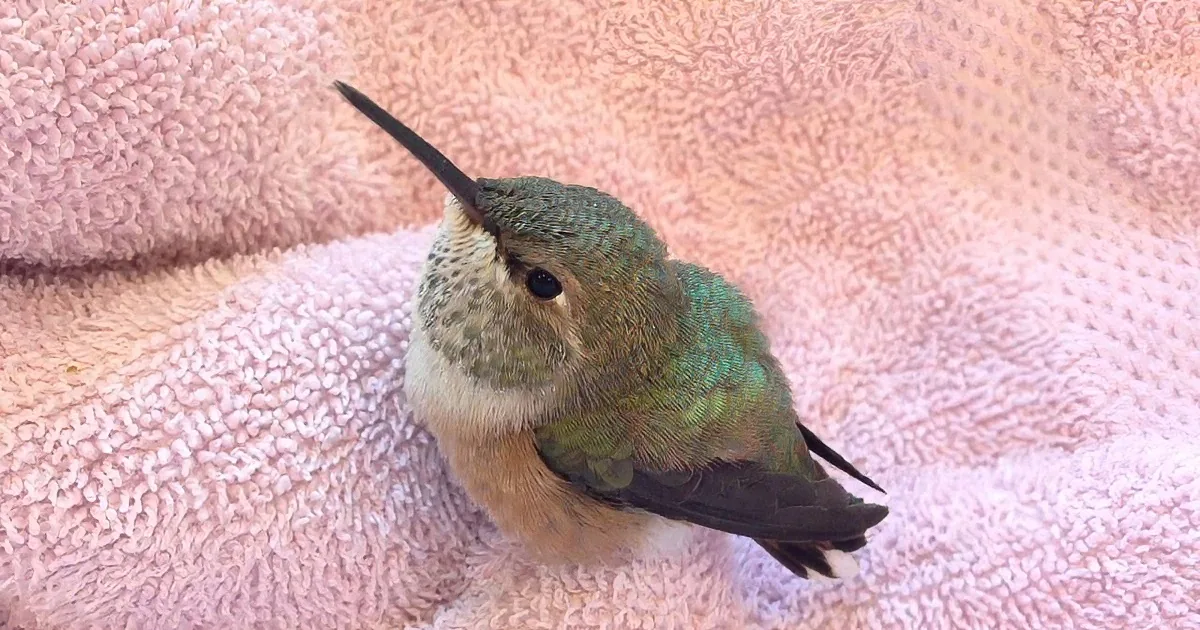 This Little Hummingbird Is Having a Drink of Water, and It Is so Adorable