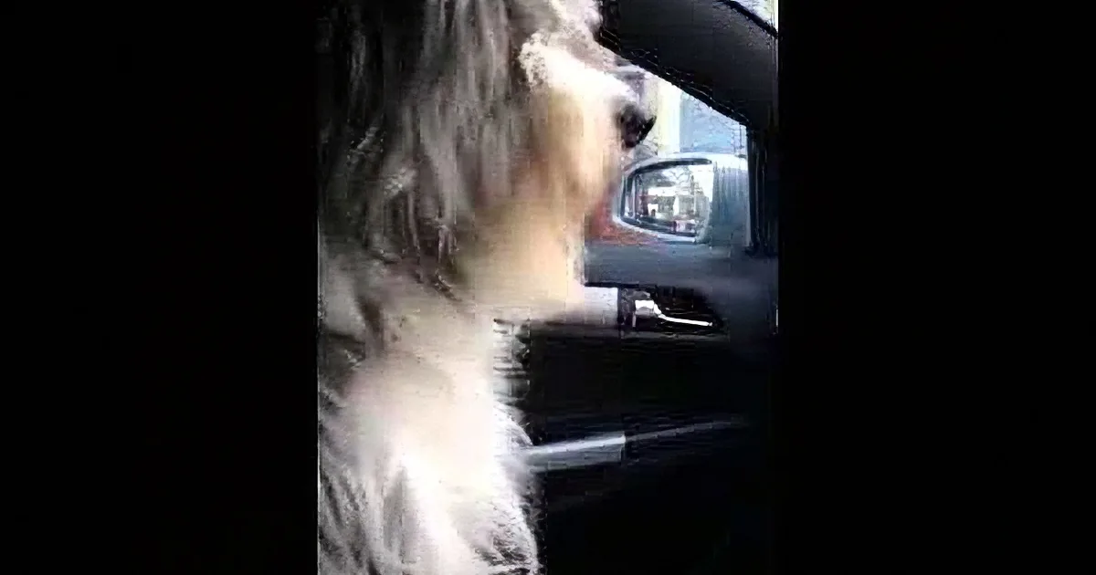 A fluffy white dog with a black nose sits in a car, looking out the window.