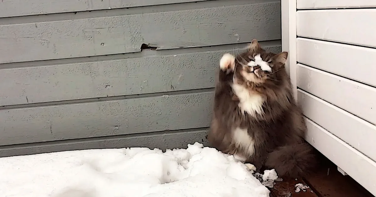 A fluffy cat with snow on its nose and paw is sitting near a gray and white wall.