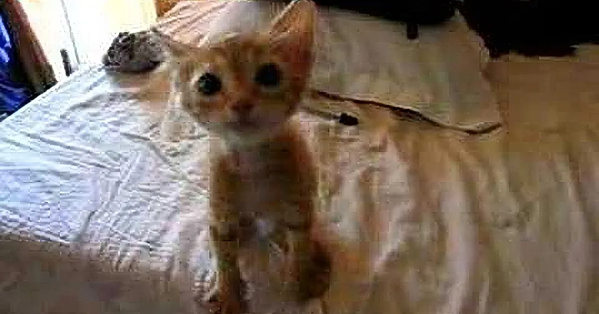 A curious orange kitten with large eyes stands on a bed, looking directly at the camera.