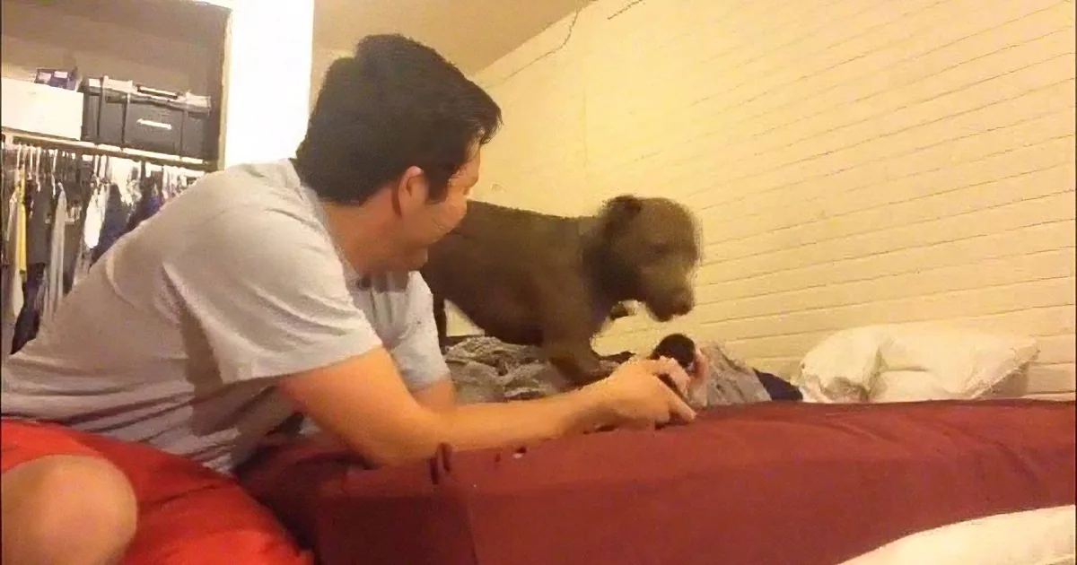 A man in a gray shirt is interacting with a small dog on a bed with red sheets.