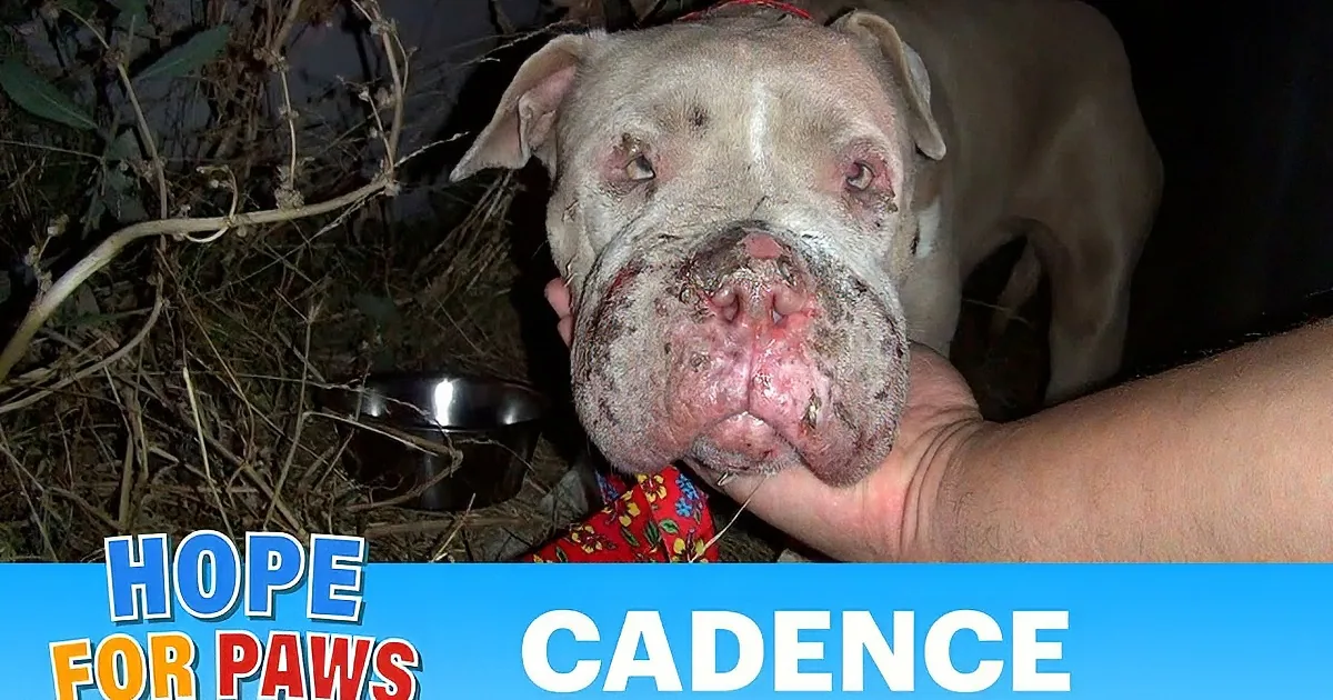 A hand pets a pit bull with visible injuries, surrounded by text about a rescue and plea for help.
