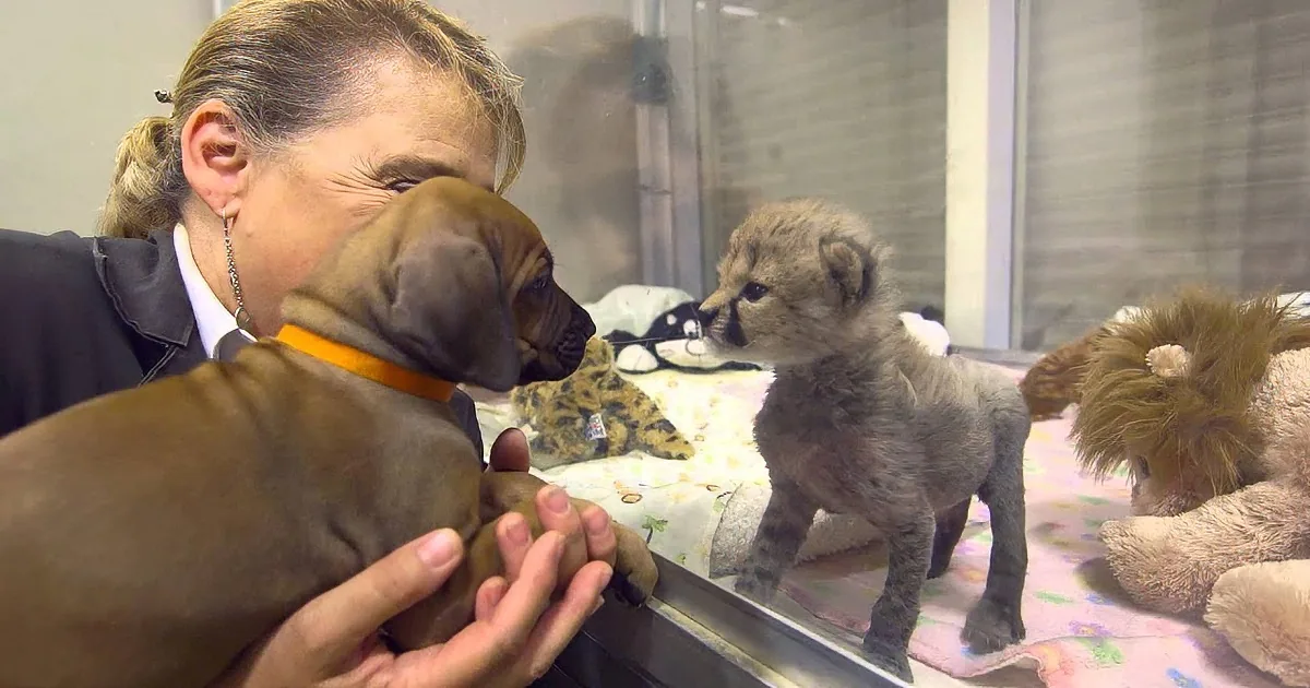 A woman holds a puppy while a baby cheetah and stuffed lion observe from a glass enclosure.