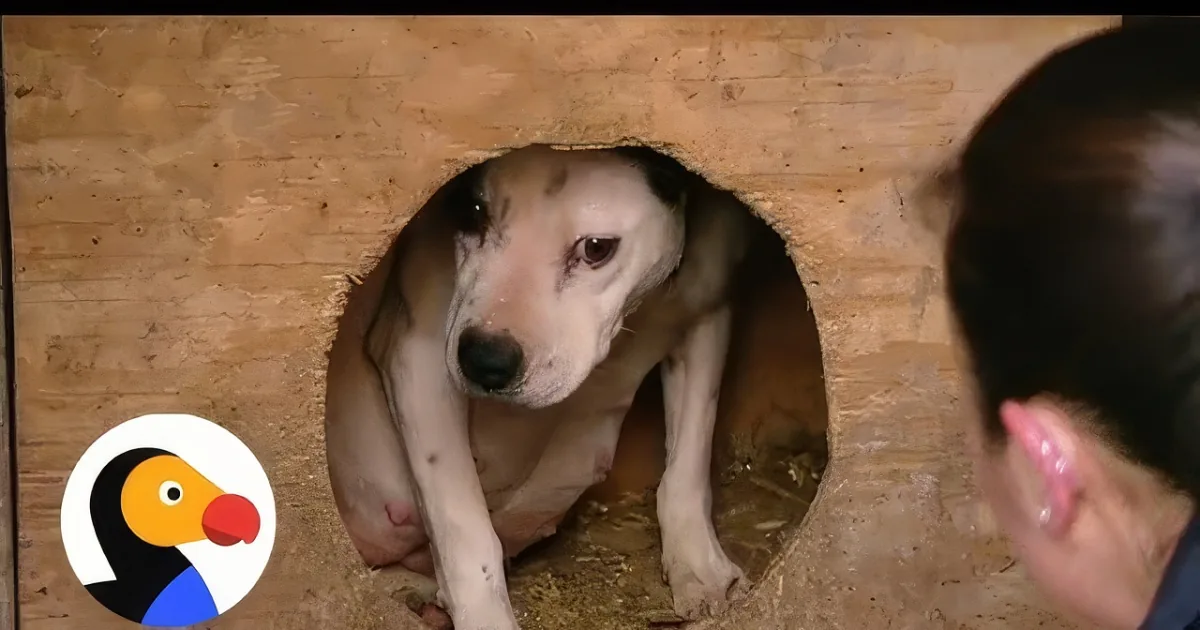 A dog peers out from a hole in a wooden structure, surrounded by straw, with a person nearby.