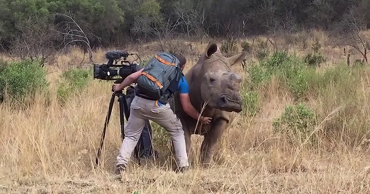 A rhinoceros stands in a grassy field as a person with a camera and backpack approaches.