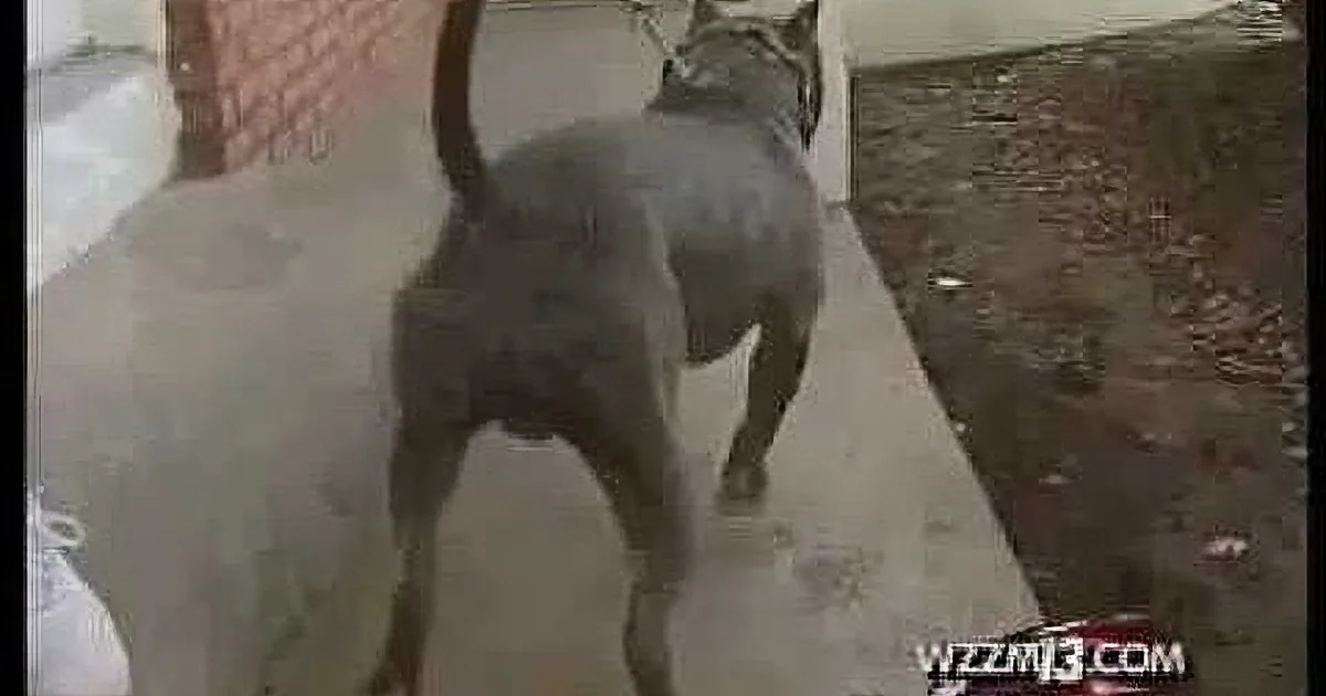 A dark-colored dog stands on a sidewalk, facing away, with its tail up and a leash visible.