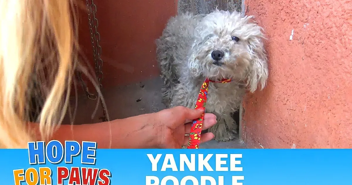 A fluffy, matted dog lies on the ground, with a red circle highlighting a pipe in the background.