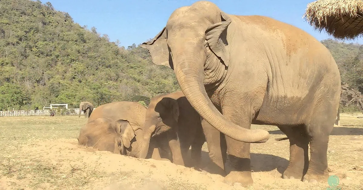 A large elephant is dust-bathing with a group of elephants in a natural setting.