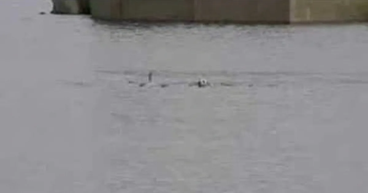 Two birds swimming in calm water near a bridge.
