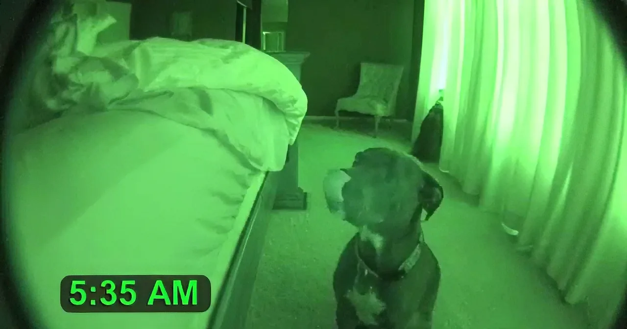 A dog sits on a bed in a dimly lit room with a greenish tint, time reads 5:35 AM.