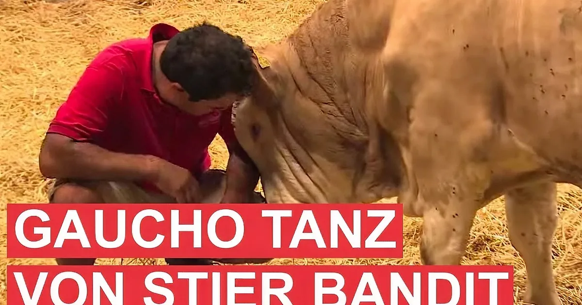 A man in a red shirt leans close to a cow, with text overlay reading "GALO TANK GESCHLAGEN VON STIER BANDIT."