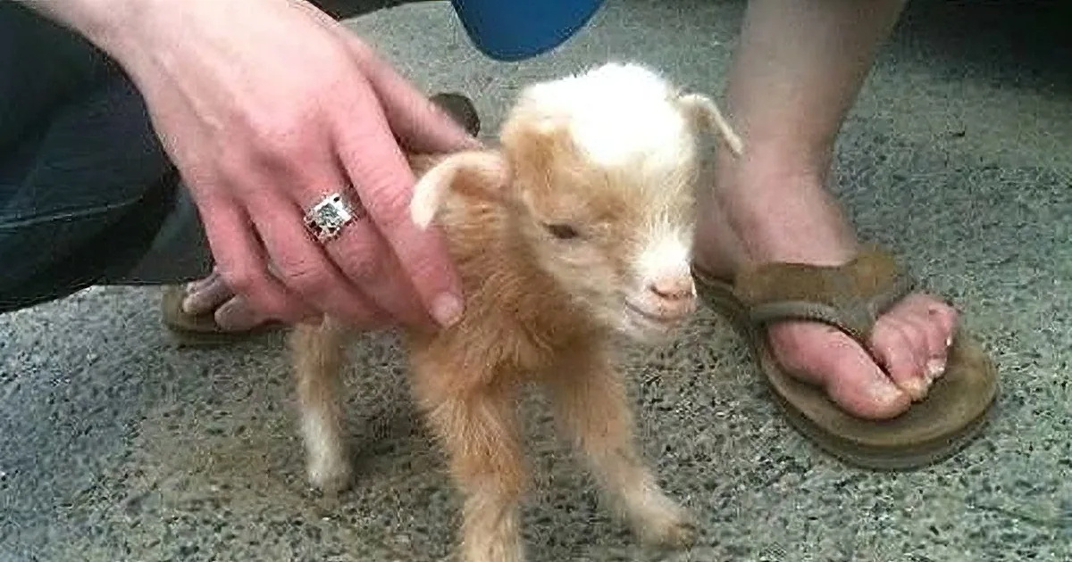 A small, fluffy, light brown baby goat is being held and petted by a person.