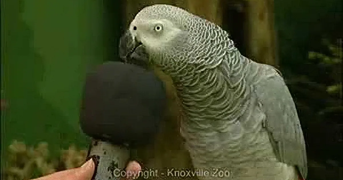 A grey parrot perched on a microphone, holding it with its claw.