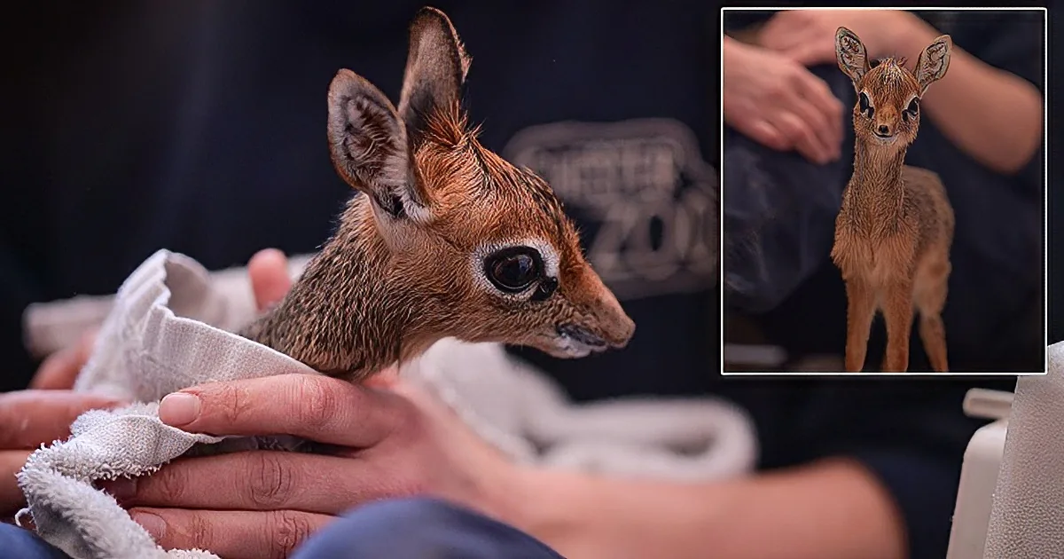 A baby dik-dik antelope is being gently held and wrapped in a towel by a person.