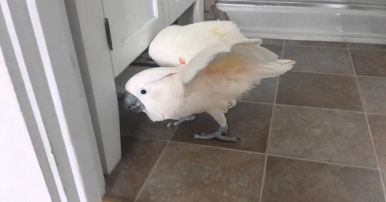 A white cockatoo with a black beak and eye is standing on a tiled floor near a white door.