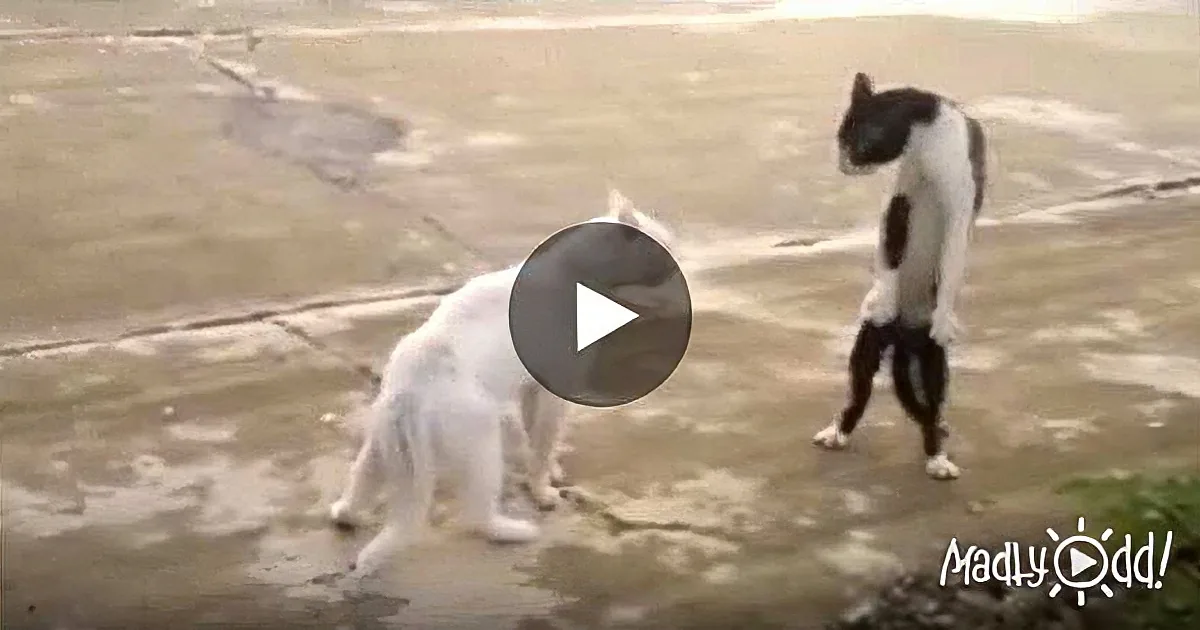 Two cats, one white and one black and white, are standing on a sandy surface, facing each other.
