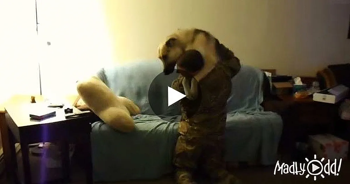 Man Was in the Military for Months. Watch This Unexpected and Emotional Reunion!