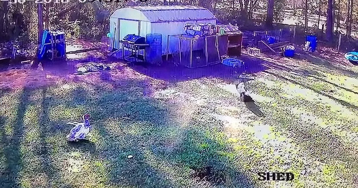 An Unlikely Hero Saves This Surprised Chicken From a Terrifying Hawk Attack