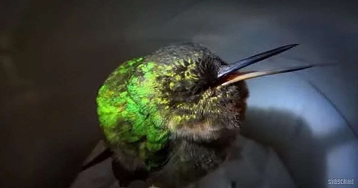 A close-up of a vibrant green hummingbird with a long, slender beak.