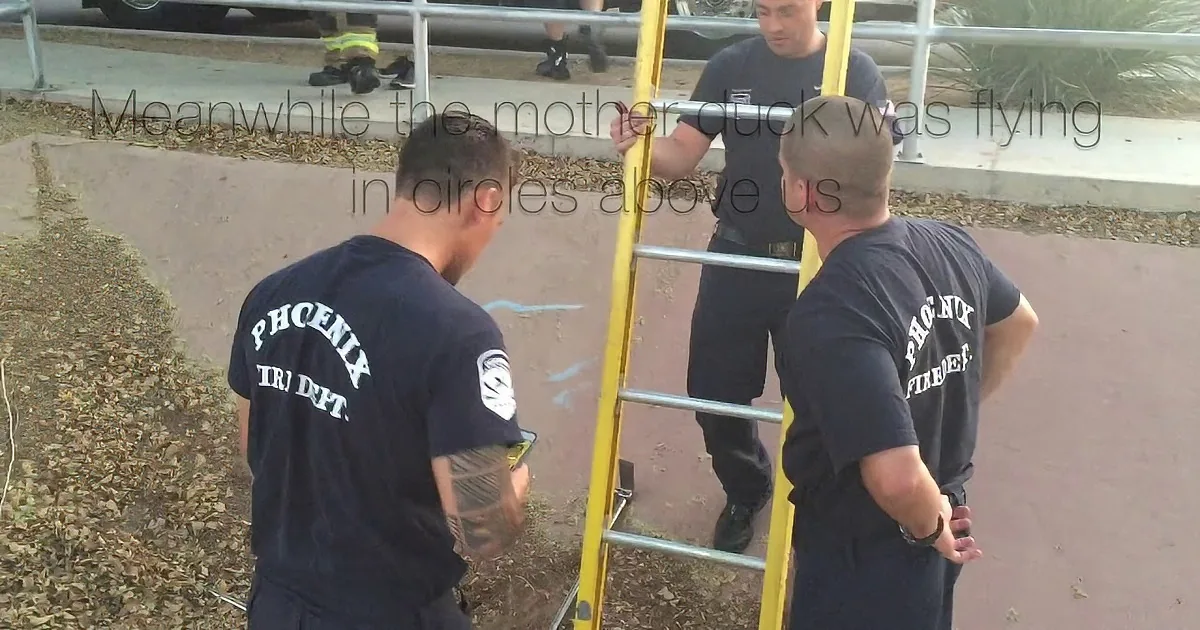 Mama Duck Quacks for Firefighters to Save Her Ducklings From Storm Drain