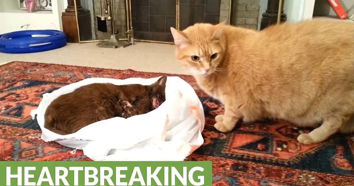 An orange cat stands beside a wrapped-up, lifeless cat on a patterned rug, creating a heart-wrenching scene.