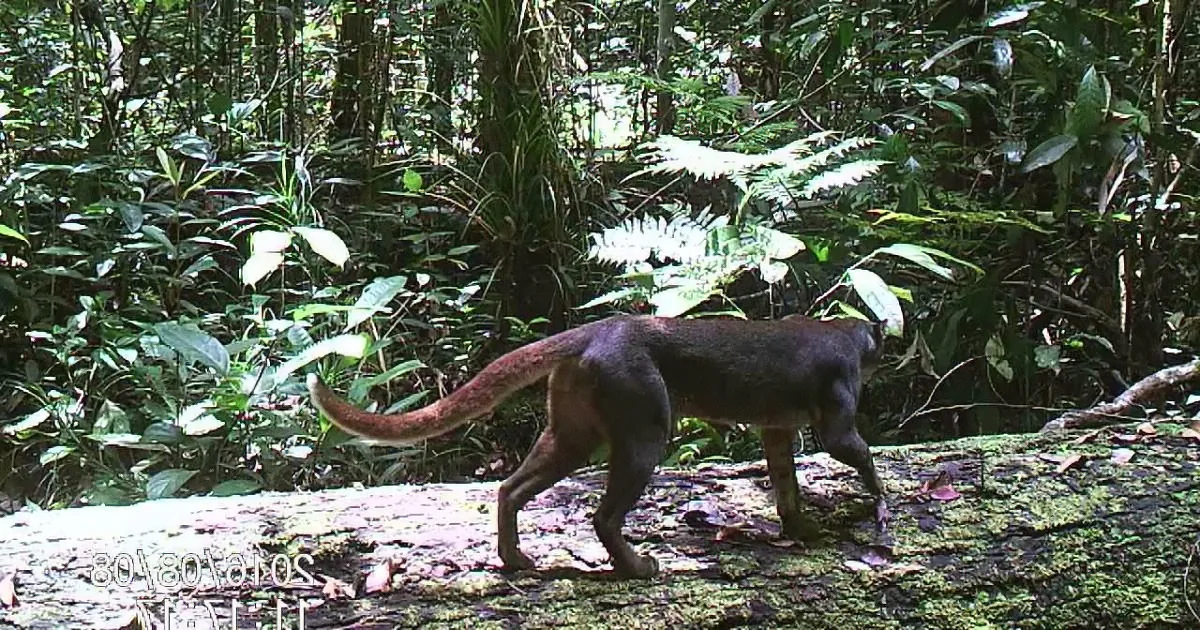 This Elusive Jungle Creature Who Fooled Scientists for Decades Is Finally Caught on Film