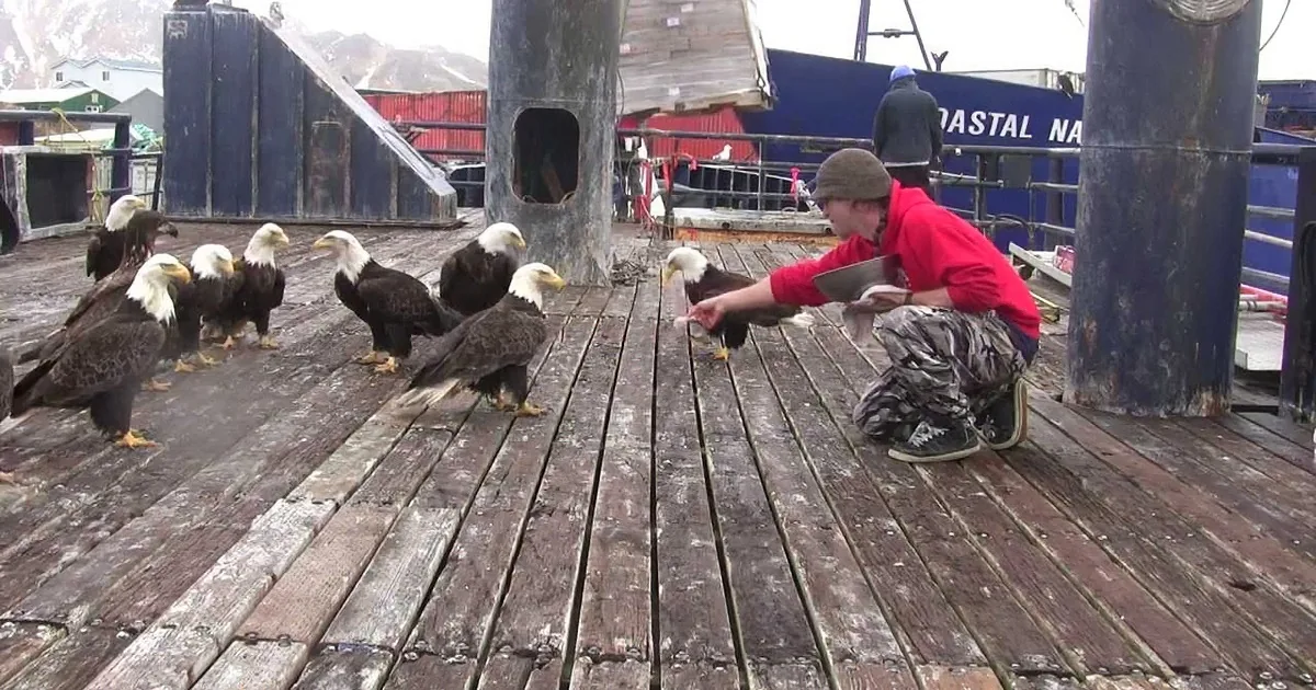 A person in a red jacket feeds a group of bald eagles on a wooden dock.