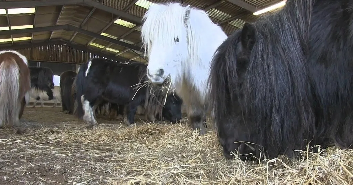 A group of ponies, including a white one with a long mane, are eating hay in a barn.