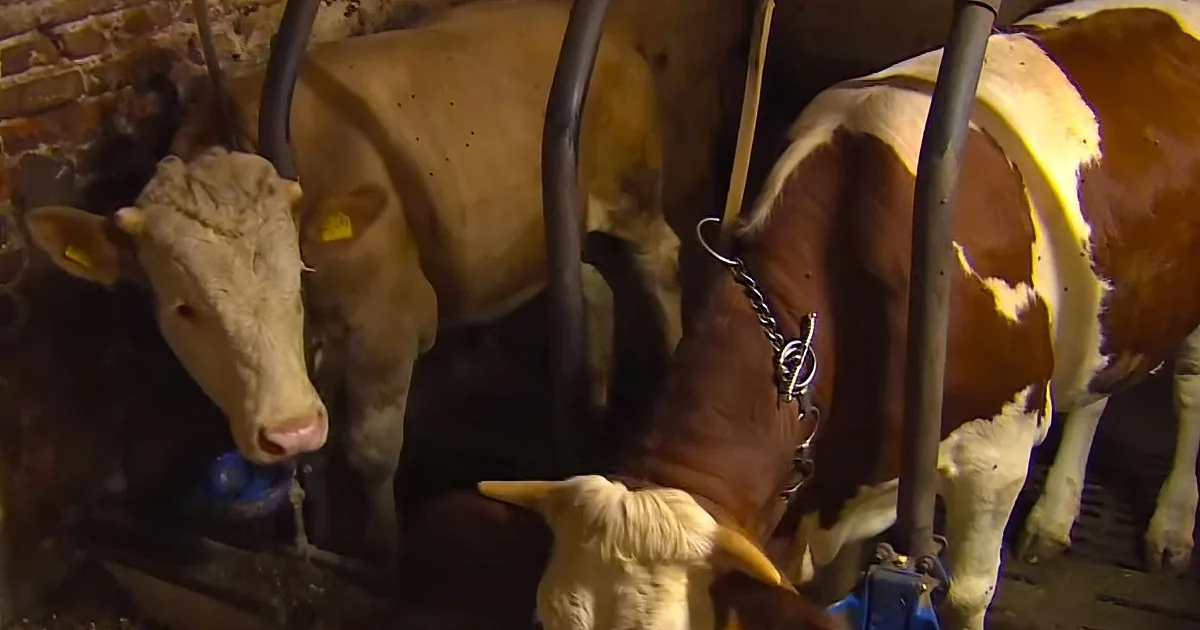 Cows in a barn, one with a chain collar, standing in stalls with metal bars.