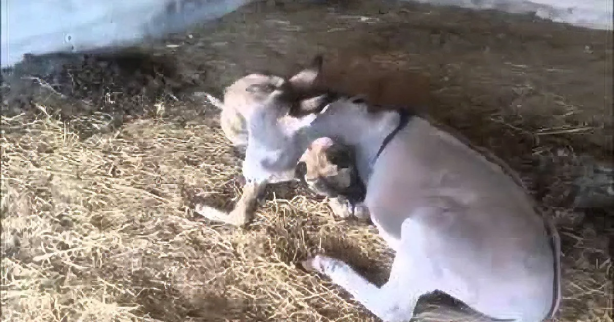 Two goats are engaged in a playful or aggressive interaction on a bed of straw.
