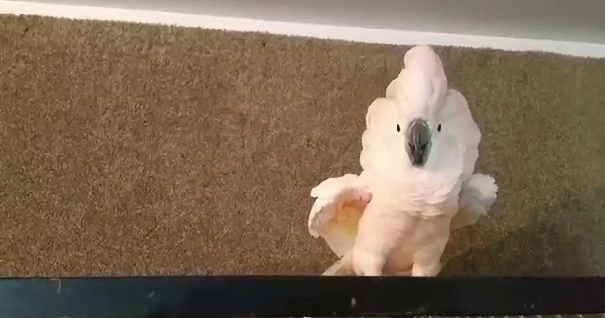 Talking Bird Got Caught Sneaking out of Her Cage, Goes on a Hilariously Profane Rant