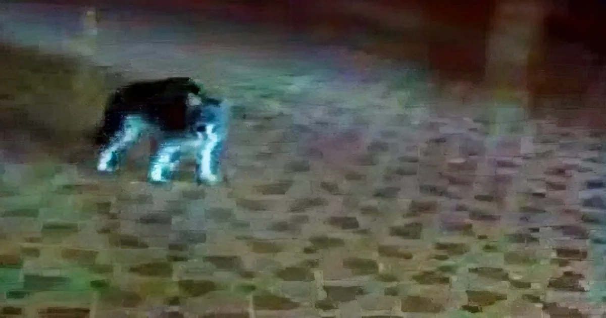 A black and white cat is running on a patterned floor, with its body slightly blurred.