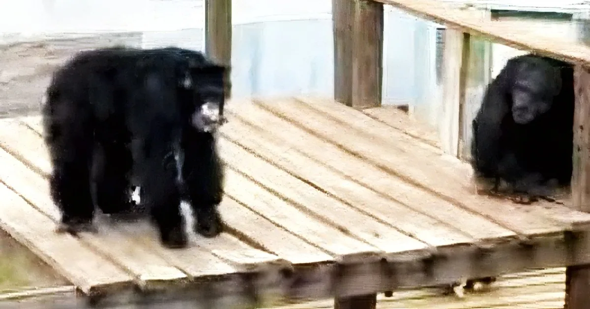 Chimp in the Water! Zoo Visitor Dives Into Enclosure to Save a Helpless, Drowning Chimpanzee